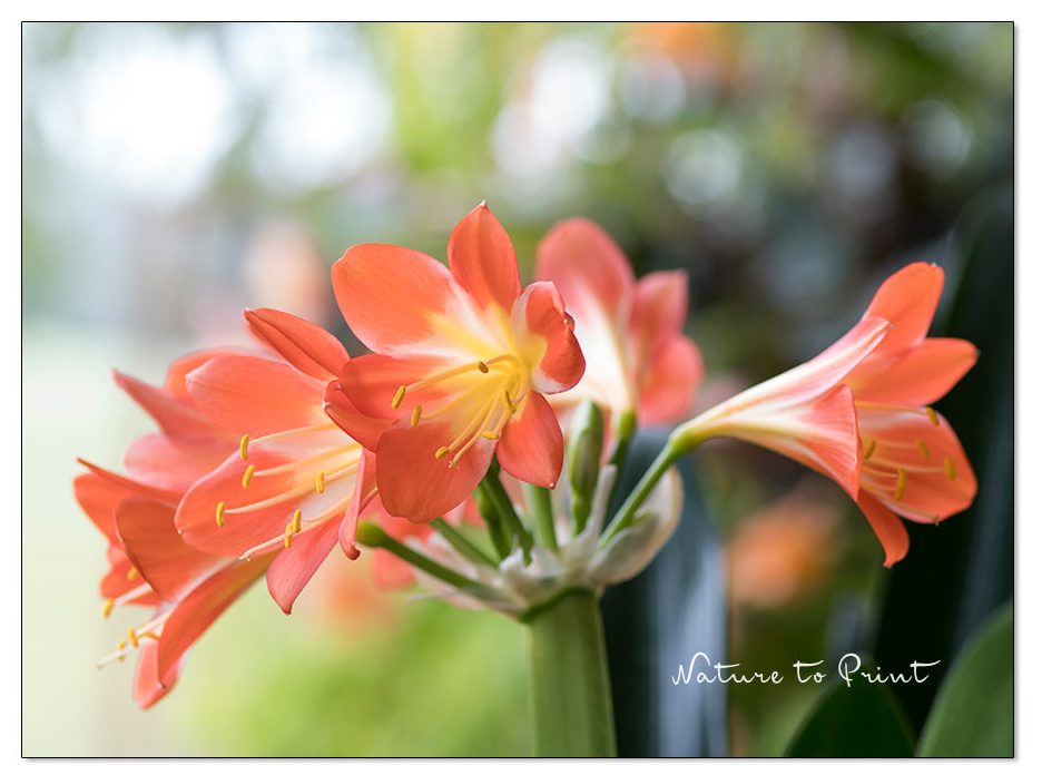 Sommerblüte einer orangen Klivie, die traditionelle Zimmerpflanze aus den Wirtschaftswunderjahren (und davor) feiert gerade ihr Come back. Sommerblüte einer orangen Klivie