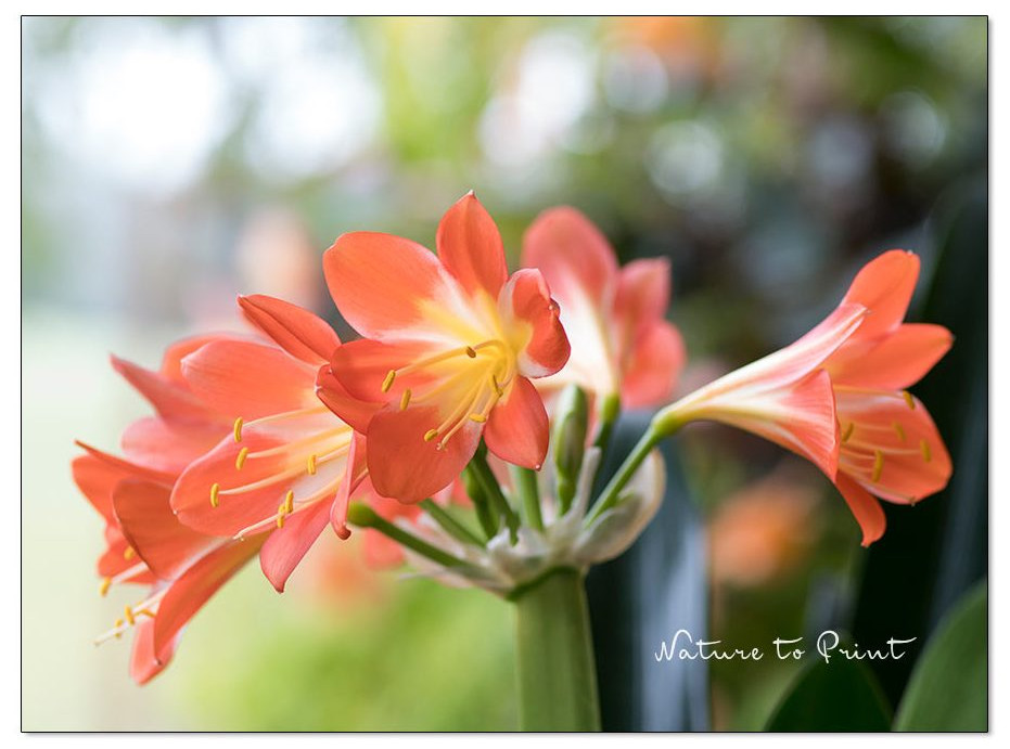 Sommerblüte einer orangen Klivie
