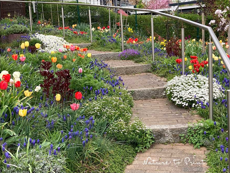 Iberis, Immergrüne Schleifenblume, am Eingang zu Nature to Print
