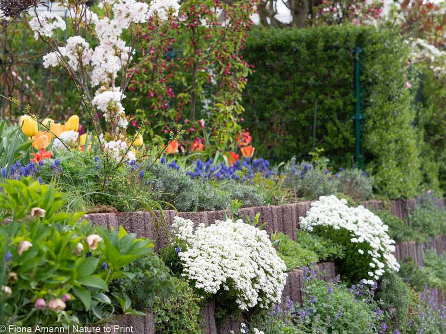 Iberis in Betonpflanzsteinen