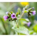 Echtes Lungenkraut, dankbare Zauberpflanze für Halbschatten & Schatten 1 Echtes Lungenkraut, dankbare Gartenpflanze für Halbschatten & Schatten