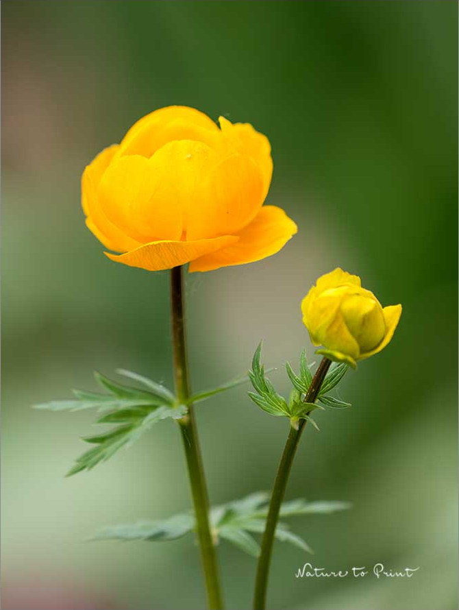 Die Trollblume. Kugelrundes Glück in Sonnengelb. 1 Trollblumen sind hübsche Frühlingsblumen für feuchte Standorte