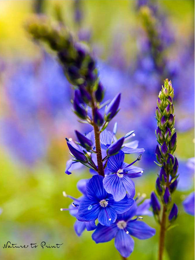 Der Große Ehrenpreis mit blauen Kerzenblüten
