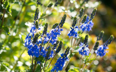 Der Große Ehrenpreis, blaue Blüten, die glücklich machen