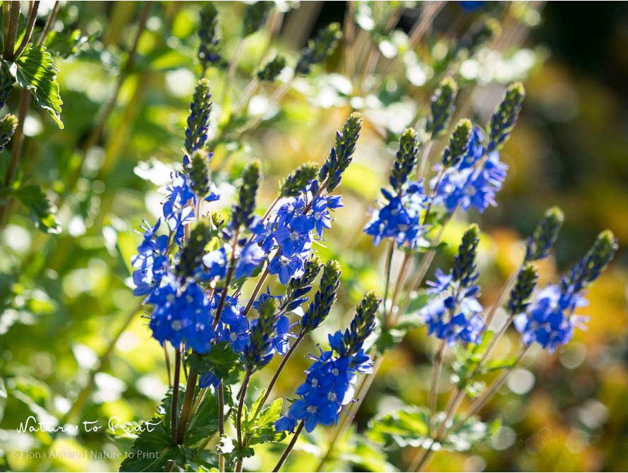 Der Große Ehrenpreis, blaue Blüten, die glücklich machen