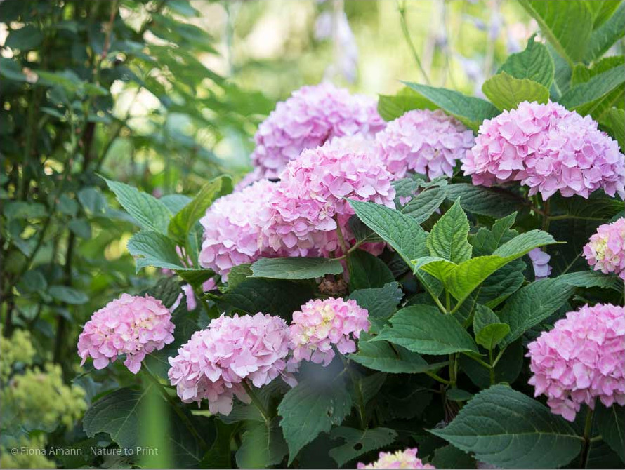 Hortensie Endless Summer blüht am einjährigen Holz und wird am besten im Februar / März bodentief abgeschnitten Hortensie Endless Summer blüht am einjährigen Holz