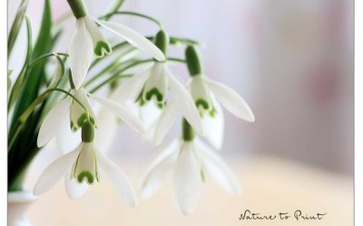 Der Blumengarten im Februar. 10 Tipps zum Start in die Saison.