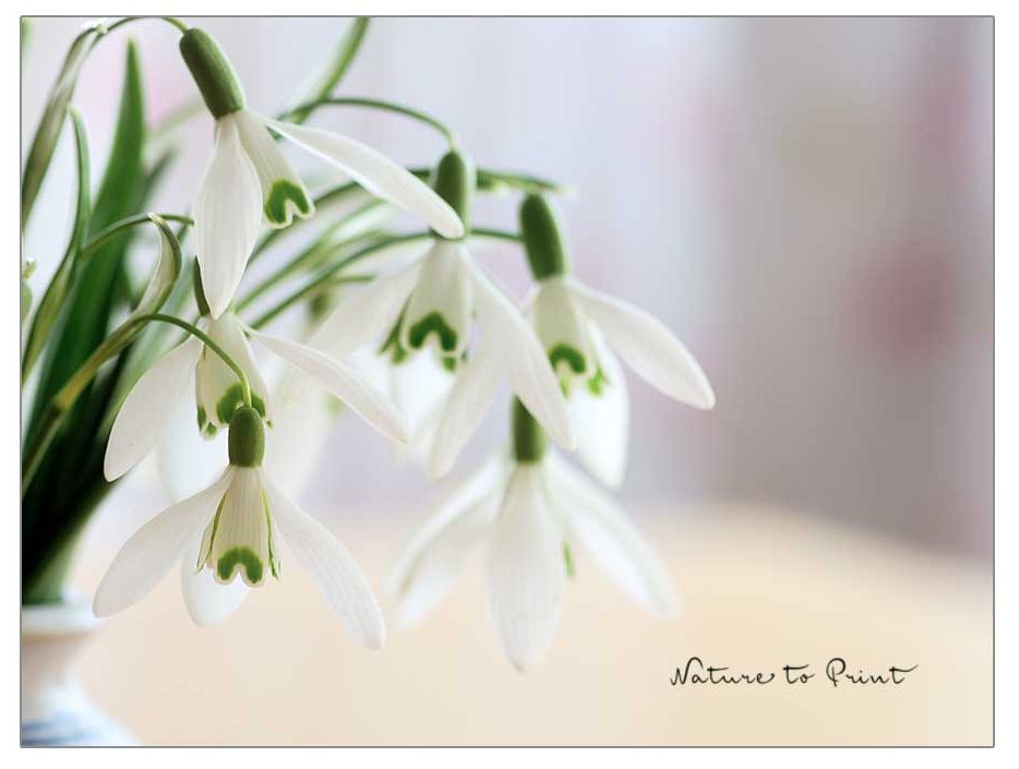 Krokusse blühen bereits ab Februar im Blumengarten.