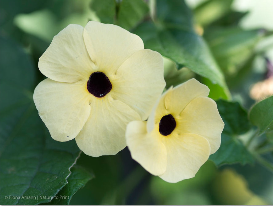 Blumengarten im Februar: Schwarzäugige Susanne braucht 4-5 Monate von der Aussaat bis zur Blüte Blumengarten im Februar: Schwarzäugige Susanne braucht 4-5 Monate von der Aussaat bis zur Blüte