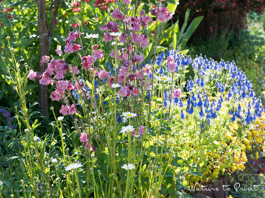Großer Ehrenpreis wächst, wo andere Stauden es nicht schaffen