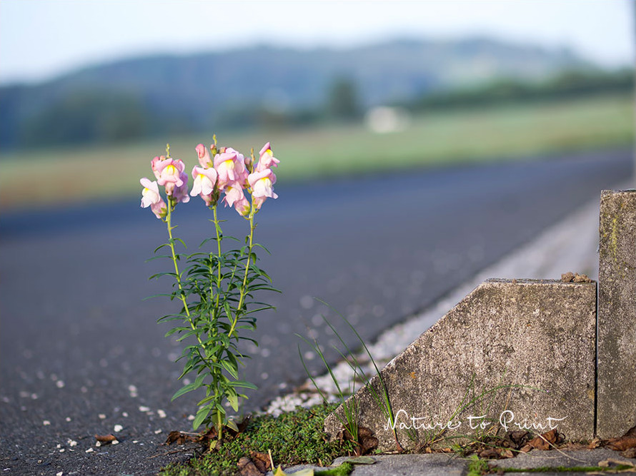 Warum Löwenmäulchen säen, wenn sie sich auch von ganz alleine versamen. Dieses Löwenmaul hat sich seinen extrem kargen Standort an der Dorfstraße selbst gewählt. Es ist eben ein echtes Wegerichgewächs. Löwenmaul am Straßenrand