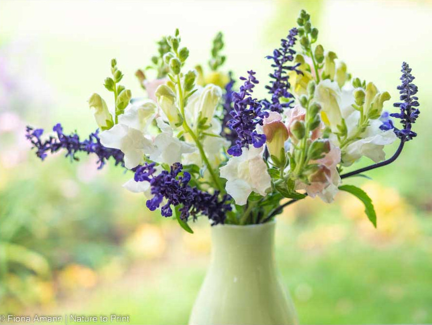 Bunter Herbststrauß: Löwenmäulchen und Mehlsalbei in der Vase Bunter Herbststrauß: Löwenmäulchen und Mehlsalbei in der Vase