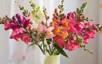 Löwenmäulchen säen und lieben. Alles über ihre Aussaat & Pflege.