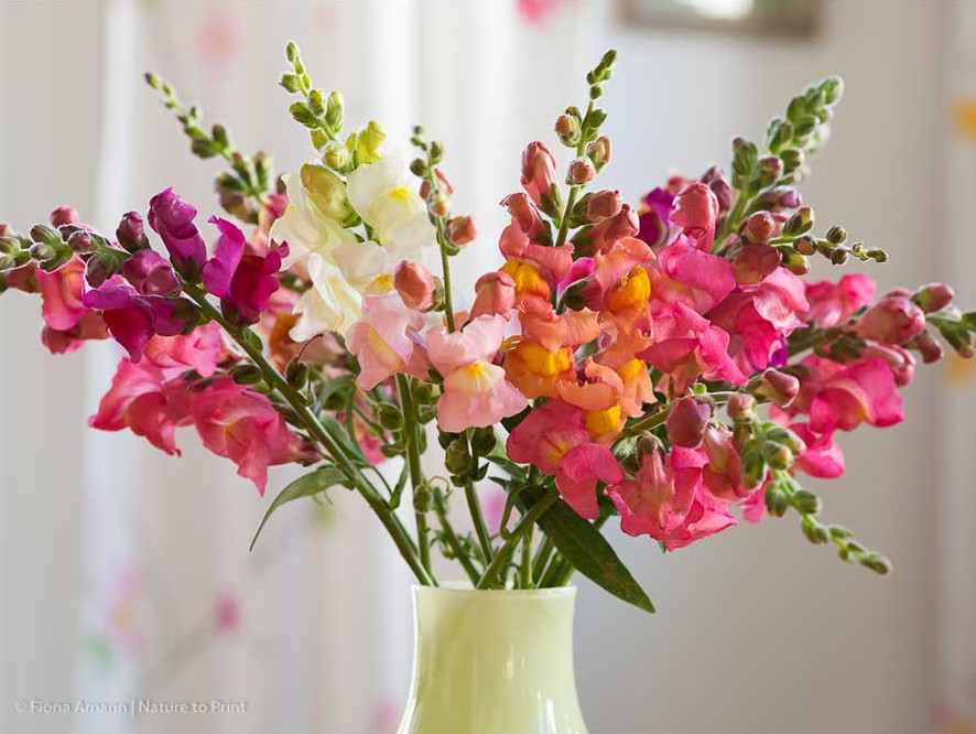 Löwenmäulchen säen und lieben. Alles über Aussaat und Pflege.