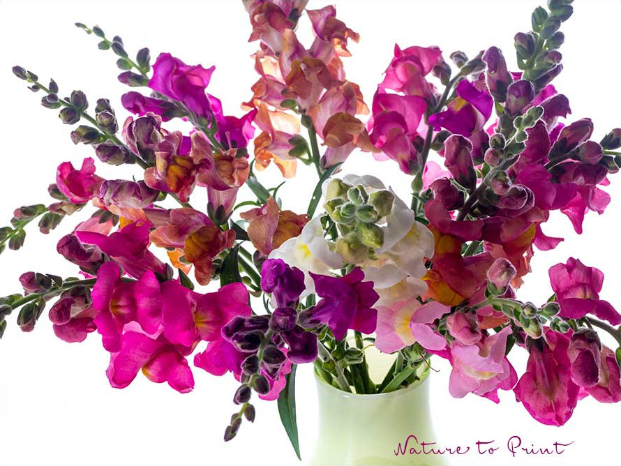 Löwenmäulchen sind großartige Schnittblumen und liefern bunte Blütenpracht für die Vase. Mir persönlich gefallen bunte Mischungen am besten. Viele bunte Löwenmäulchen in der Vase