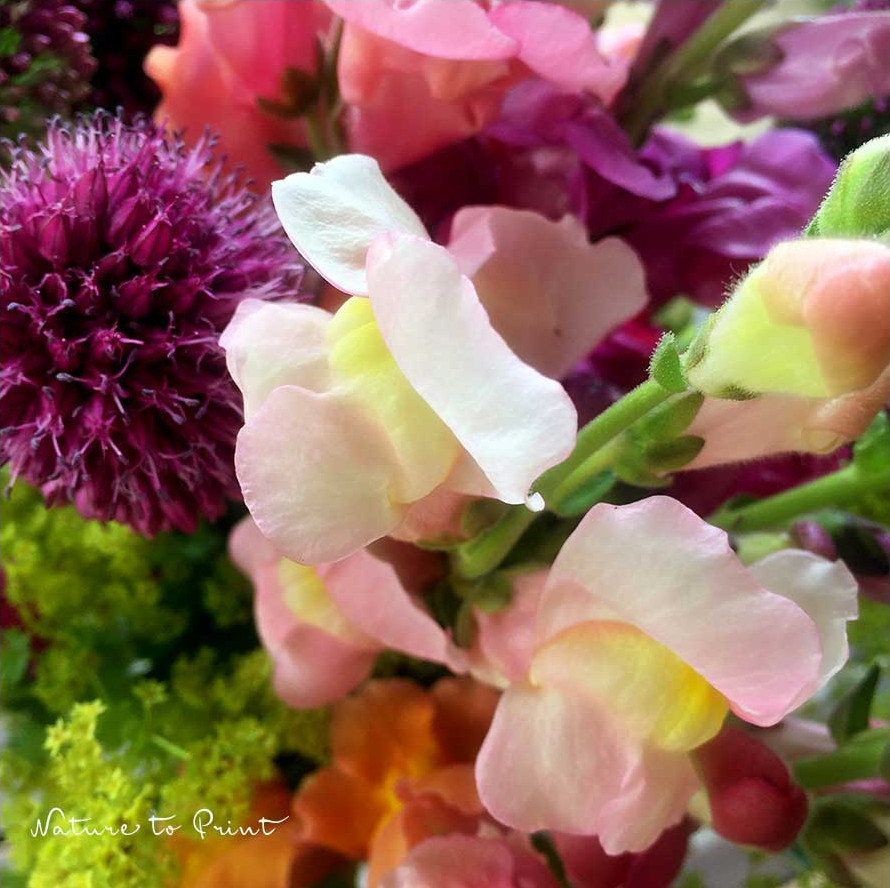 Löwenmäulchen lassen sich schön kombinieren, sowohl im Blumenbeet, als auch in einem bunten Sommerblumenstrauß . Hier zusammen mit Frauenmantel und Allium / Trommelstock-Zierlauch Löwenmäulchen im Blumenstrauß