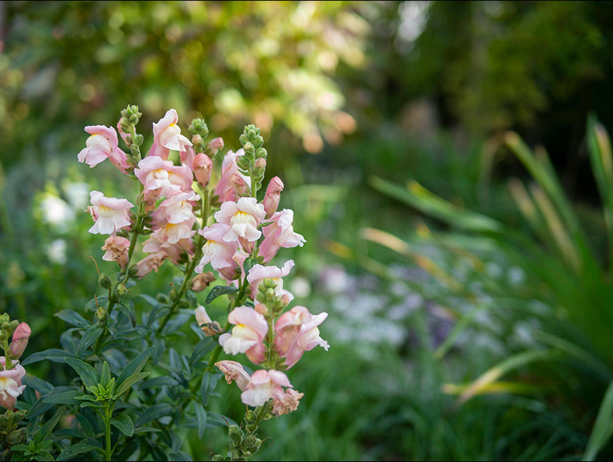 Rosa Löwenmäulchen im herbstlichen Garten von Nature to Print Rosa Löwenmäulchen im herbstlichen Garten von Nature to Print