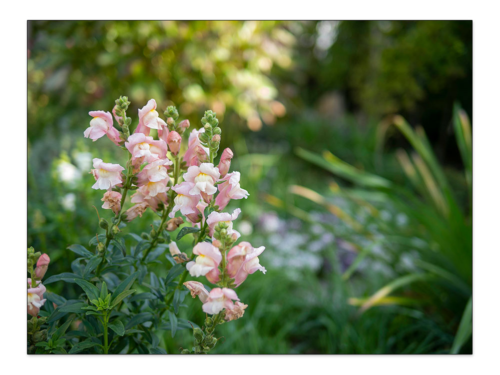 Rosa Löwenmäulchen im herbstlichen Garten von Nature to Print