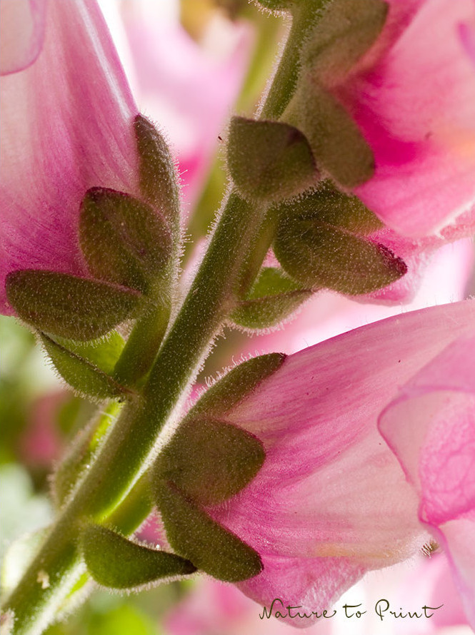 Rosa Löwenmaul. Makro einer Löwenmaulblüte von hinten. Rosa Löwenmaul. Makro der Blüte.