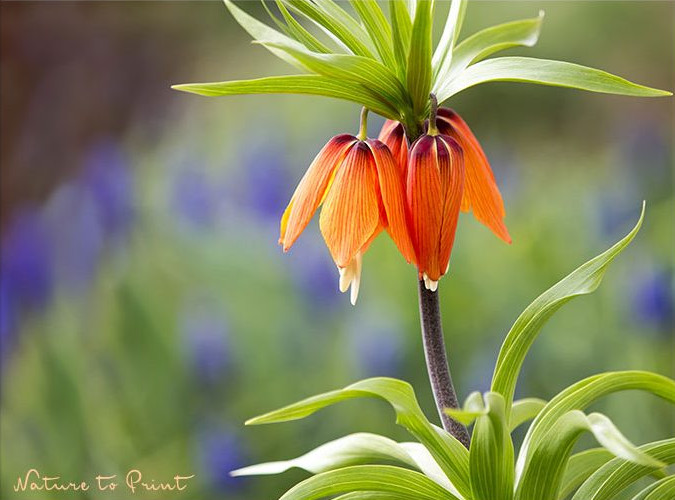 Majestätische Kaiserkrone,, begleitet von blauen Muscari im Garten von Nature to Print 