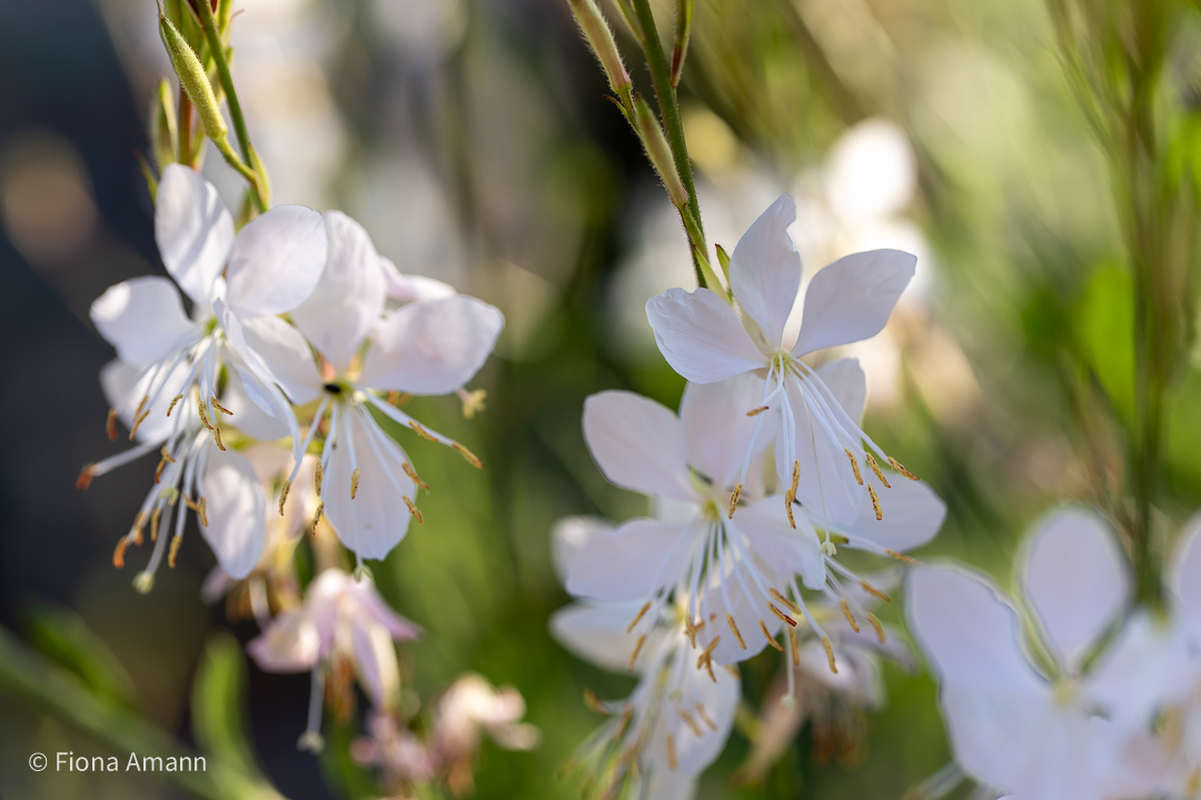 Prachtkerze Gaura Lindheimeri verträgt Hitze und lang anhaltende Trockenheit perfekt