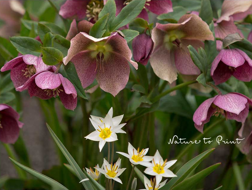 Rote Lenzrose mit Wildtulpe Turkestanica