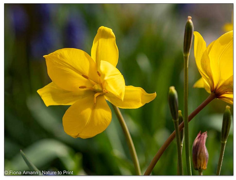 Wildtulpe Sylvestris, Weinbergstulpe, ist dauerhaft wenn der Standort passt Wildtulpe Sylvestris, Weinbergstulpe, ist dauerhaft wenn der Standort passt