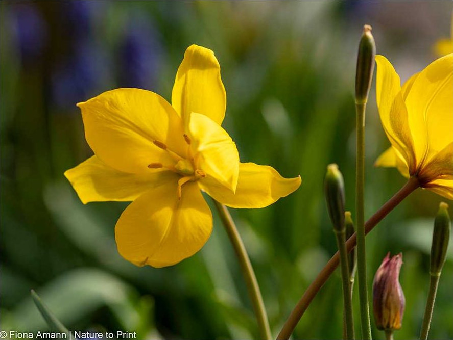 Wildtulpe Sylvestris, Weinbergstulpe, ist eine Dauerhafte Tulpe wenn der Standort passt