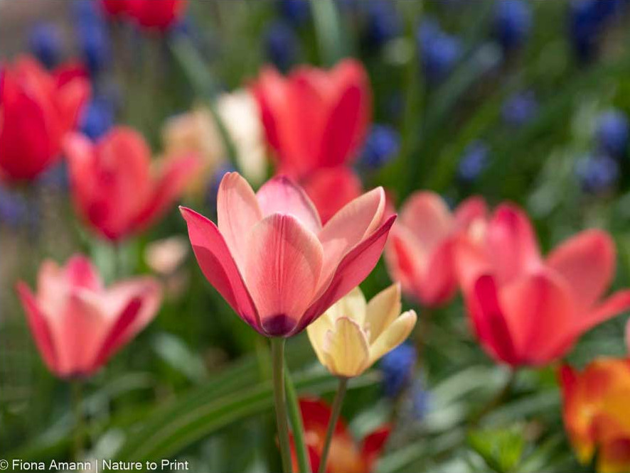 Tulpe Annika, Abkömmling der Clusiana, ist mehrjährig wenn der Standort stimmt