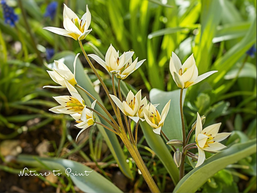 Jede Tulpenzwiebel ein ganzer Tuff mit Blüten