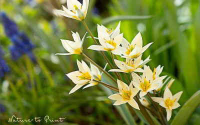 Botanische Tulpe Hilde begeistert mit 3-8 Sternblüten an jedem Stiel