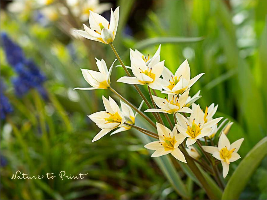 Botanische Tulpe Hilde begeistert mit 3-8 Sternblüten an jedem Stiel