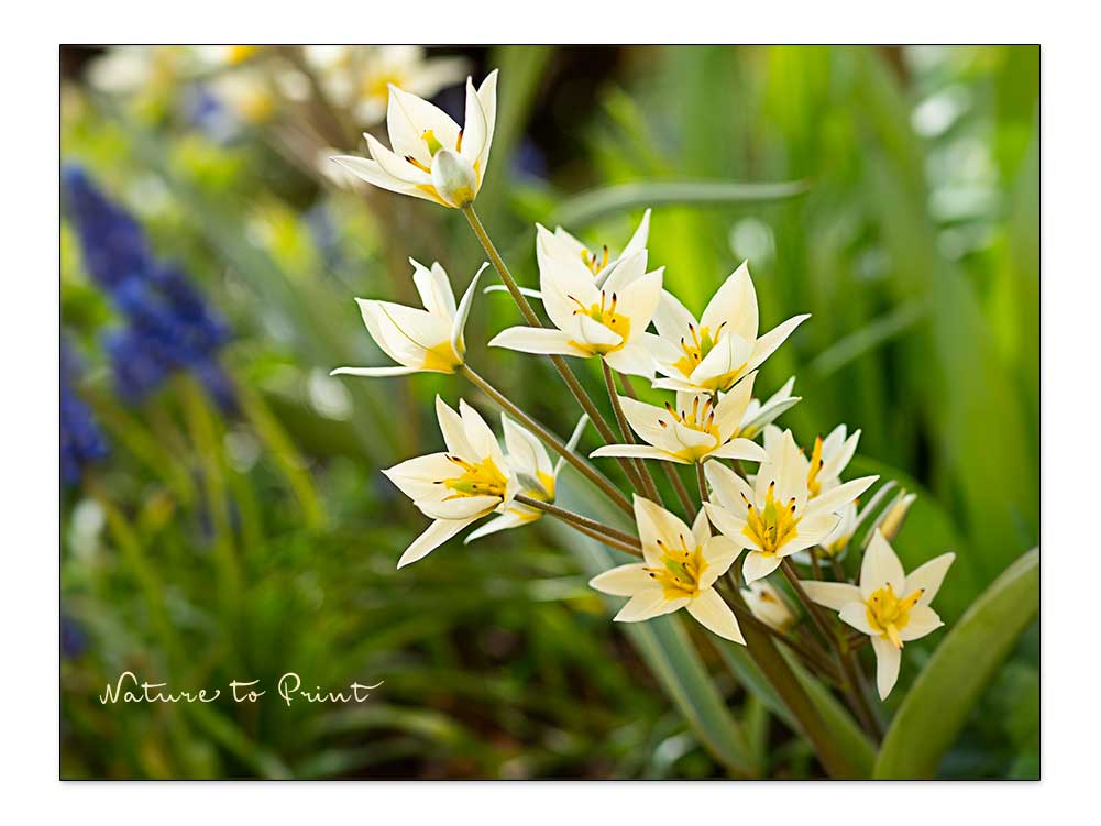 Botanische Tulpe Hilde begeistert mit vielen weißen Sternblüten