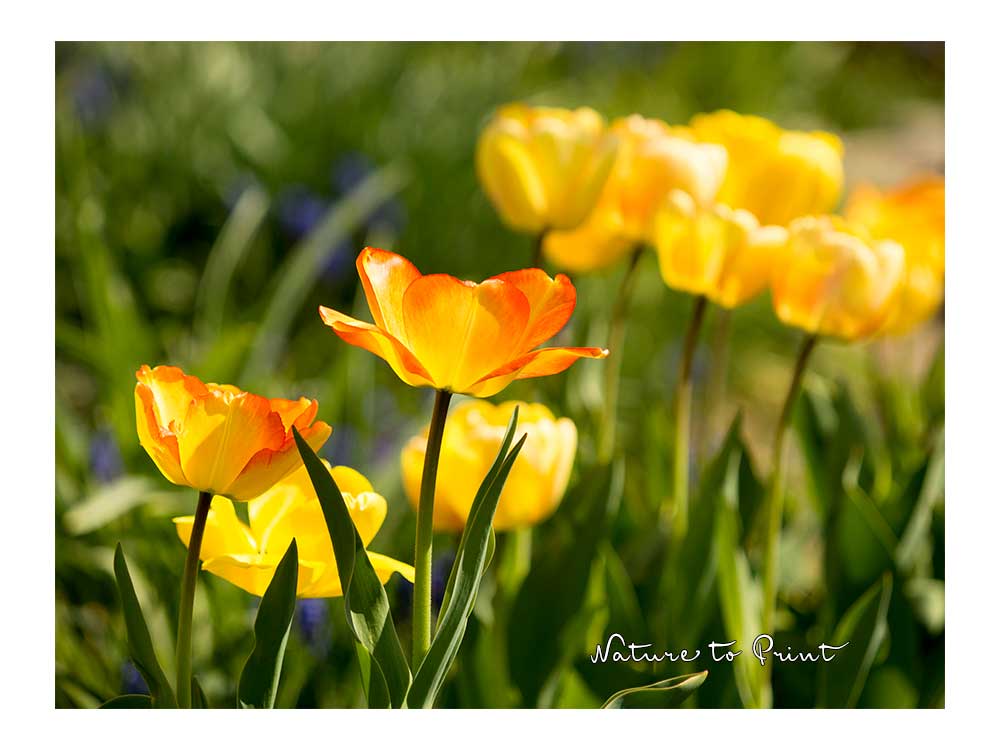 Dauerhafte Tulpe Beauty of Spring