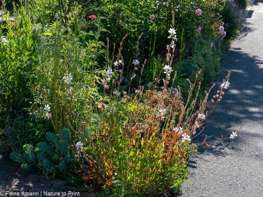 Gaura lindheimerii gedeiht in einer Ritze zwischen Teer und Pflaster