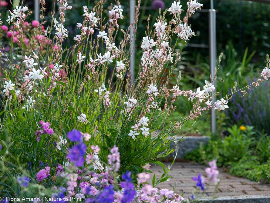 Pracktkerze wächst an der Gartentreppe zwischen Rosen und Einjährigen Rittersporn