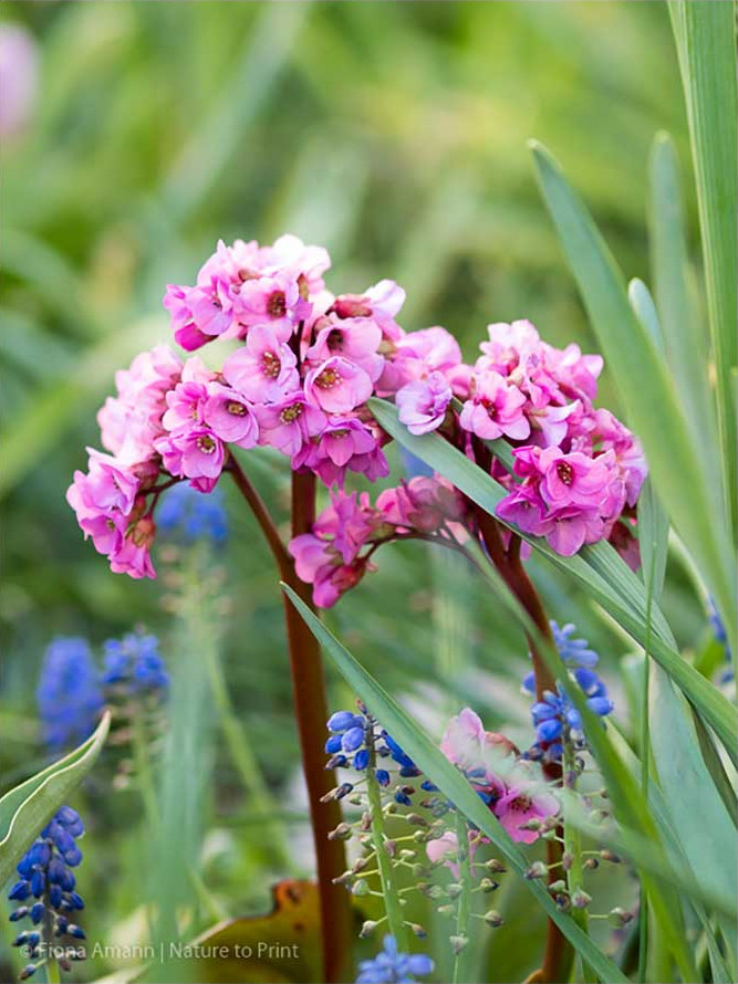 Bergenien begleiten auch Tulpen, Narzissen und Traubenhyazinthen vorzüglich Bergenien bereichern den Frühlingsgarten