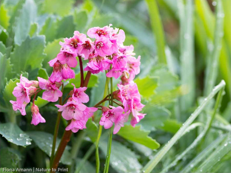 Die Bergenie, immergrüne Blattschmuckpflanze und Bodendecker