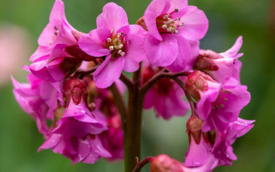 Bergenie, immergrüne Blattschmuckpflanze und Bodendecker