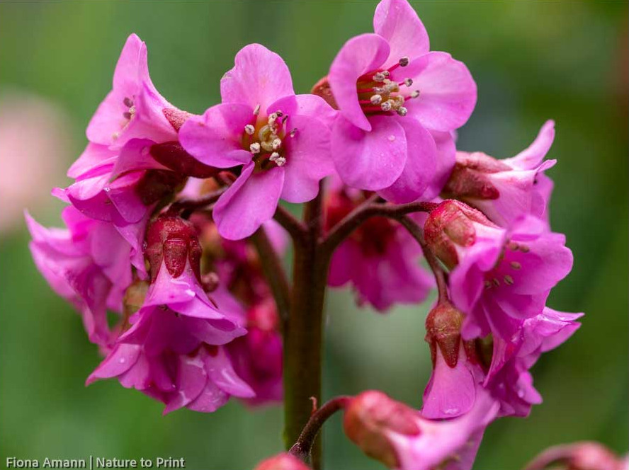 Die Bergenie, immergrüne Blattschmuckpflanze und Bodendecker