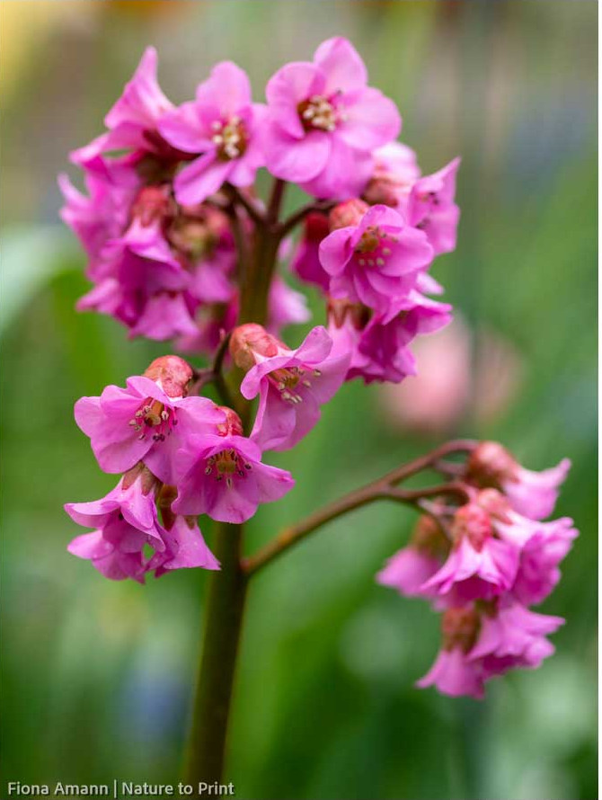 Bergenia Hybride Blickfang macht den Frühling im Staudengarten Bergenia Hybride Blickfang macht den Frühling im Staudengarten