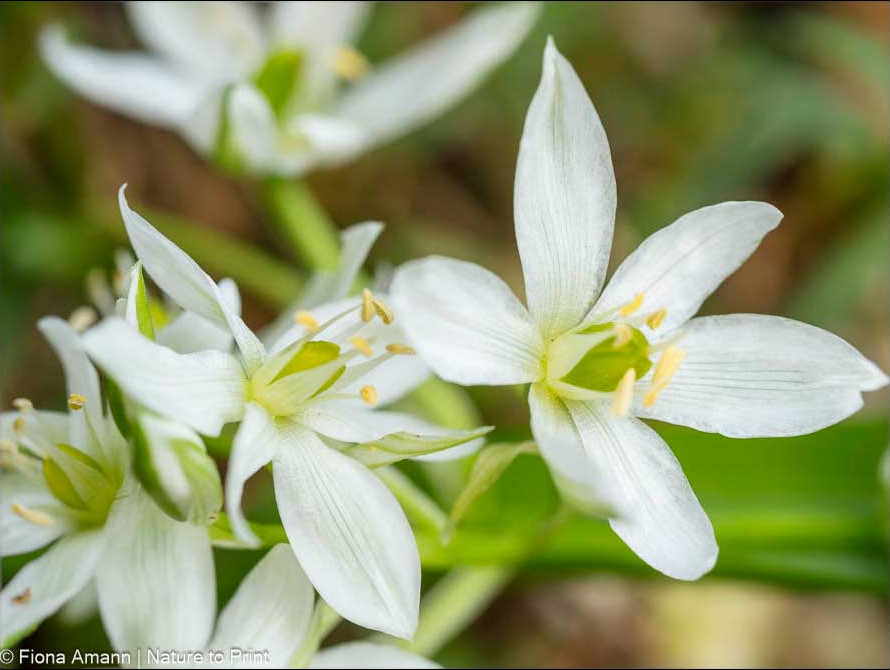 Kleiner Breitblättriger Milchstern,, Ornithogalum balansae, Frühlingsblume zum Verwildern