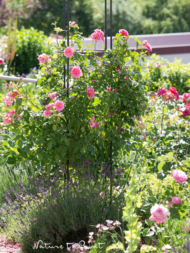 Rose Camelot an einem Obelisken aus stabilen, geschmiedeten Eisen. Gefertigt von einem fränkischen Kunstschmied, der inzwischen aber leider schon im Ruhestand ist. Rose Camelot an einem Obelisken aus stabilen, geschmiedeten Eisen