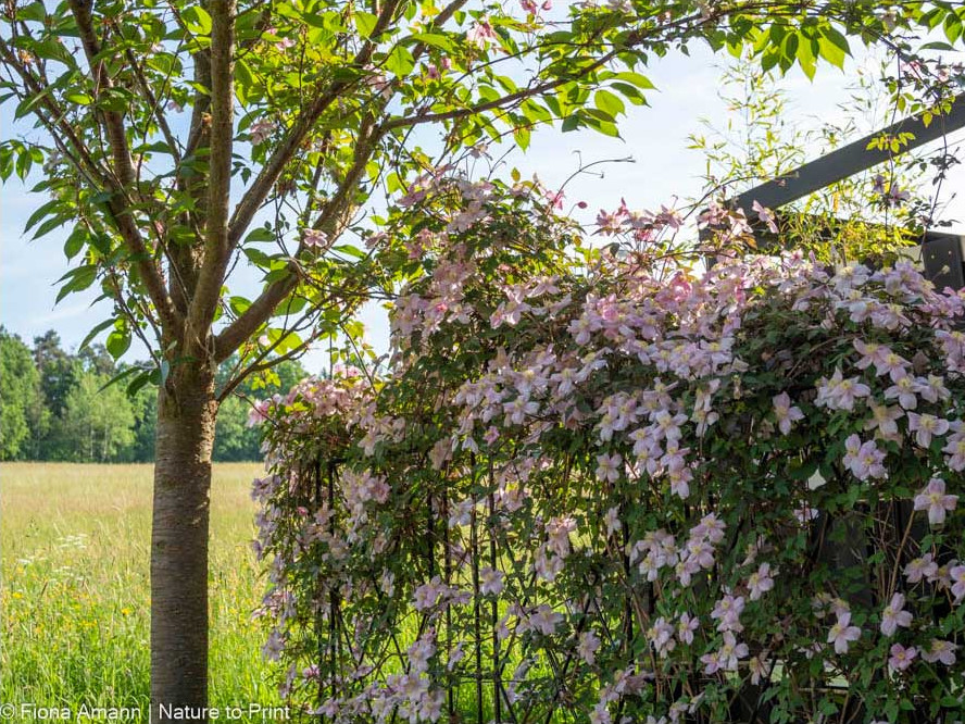 Clematis montana Mayleen an einem dekorativen Rankgitter aus Schmiedeeisen. Nach 5 Jahren ist von dem Rankgitter fast nichts mehr zu sehen. Mayleen versteckt den Hinterausgang des Gartens und vor allzu neugierigen Blicken der direkten Nachbarn. Clematis montana Mayleen am einem dekorativen Rankgitter aus Schmiedeeisen