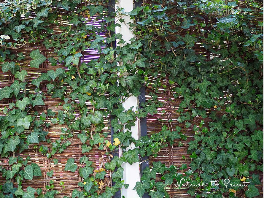 Efeu an Rankzaun mit Weidengeflecht Efeu an Rankzaun mit Weidengeflecht