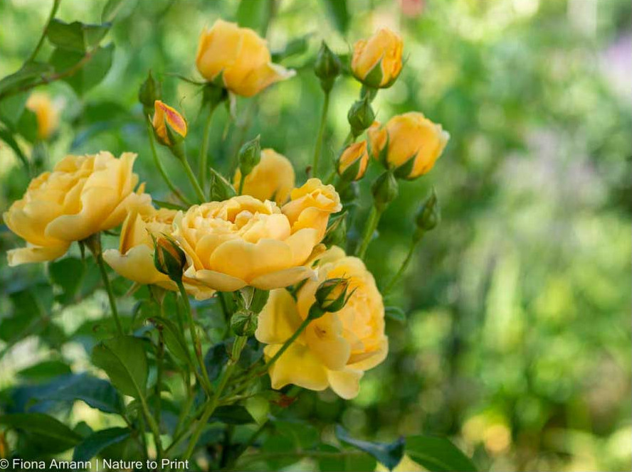 Rosen düngen. Englische Rosen Graham Thomas blüht fulminant