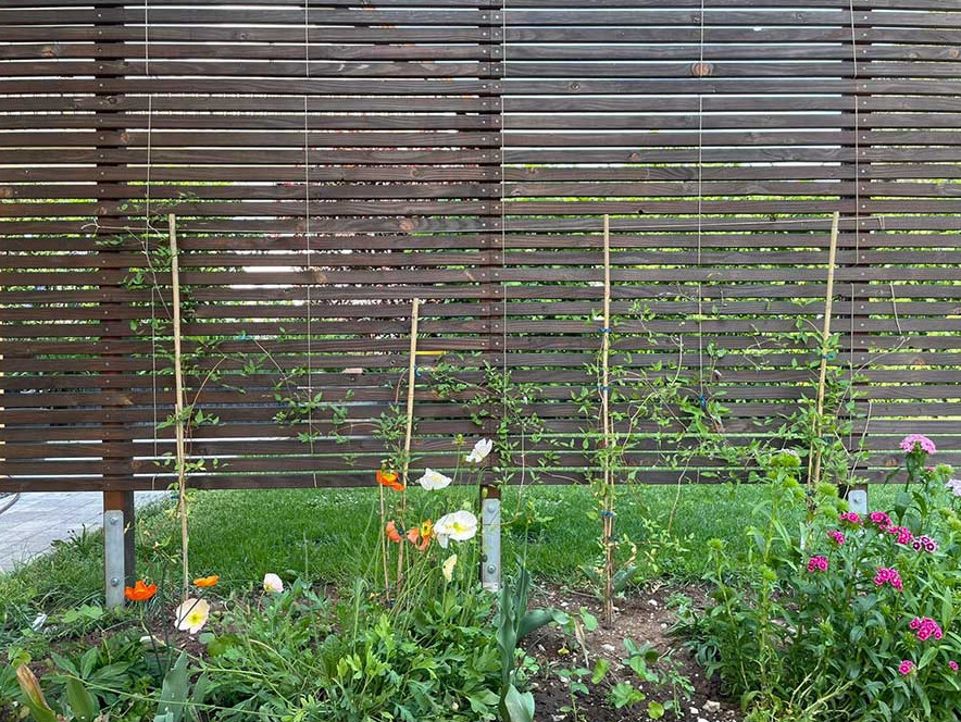 Massive Rankzäune aus Holz bieten sofort Sichtschutz und sind zugleich Kletterhilfe Massive Rankzäune aus Holz sind sofort Sichtschutz und Kletterhilfe zugleich