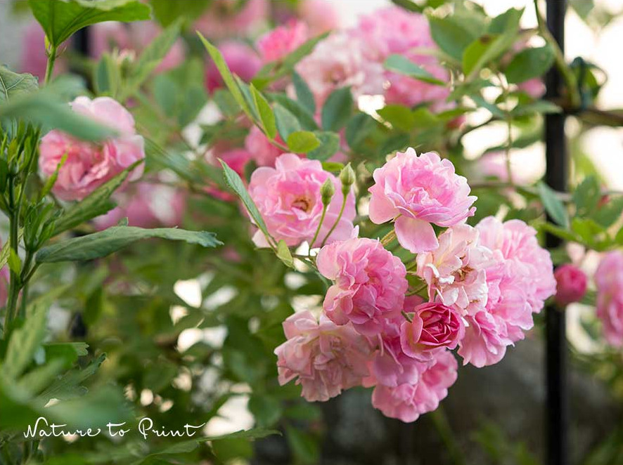 Rambler Rosendorf Steinfurth 04, an einem geschmiedeten Eisen-Obelisken Rambler Rosdendorf Steinfurth04 an einem Obelisken aus Eisen