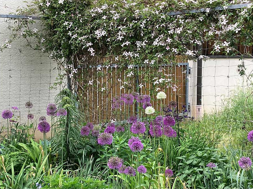 Clematis montana Rubens an einem Metall-Rankgitter mit Wildzaun Clematis montana Rubens an einem Metall-Rankgitter mit Wildzauen