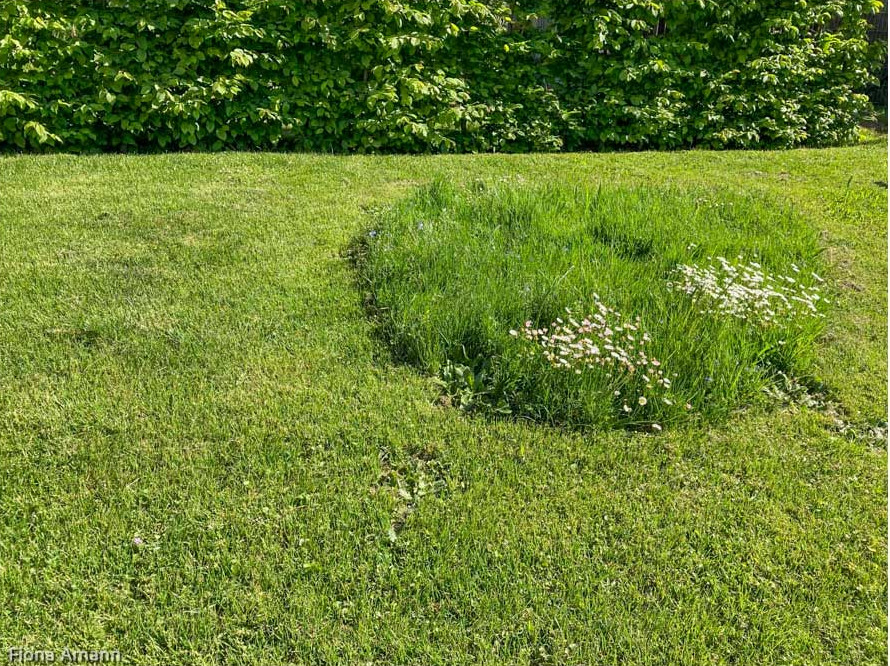 Eine Insel mit Wildblumen innerhalb einer großen Wiese. 